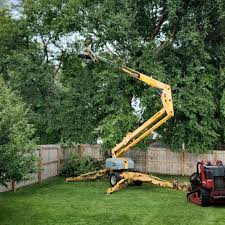 Trusted Brownsville, FL Tree Care Services Experts